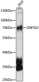 Western blot - ZNF502 Polyclonal Antibody 