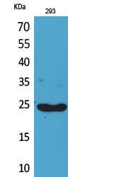 Fig1:; Western Blot analysis of 293 cells using Lymphotactin Polyclonal Antibody.. Secondary antibody（catalog#: HA1001) was diluted at 1:20000