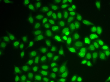 Immunofluorescence - UBE2V1 Polyclonal Antibody 