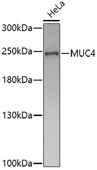 Western blot - MUC4 Polyclonal Antibody 