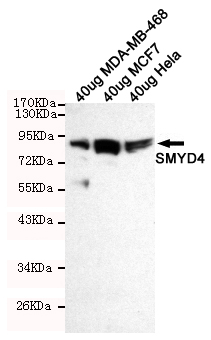 Western blot detection of SMYD4 in 40ug Hela,40ug MCF7 and 40ug MDA-MB-468 cell lysates using SMYD4 mouse mAb (1:100 diluted).Predicted band size:89KDa.Observed band size:89KDa.