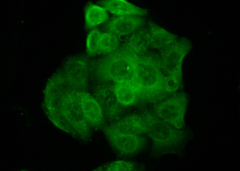 Immunofluorescent analysis of HepG2 cells using Catalog No:114294(PSAT1 Antibody) at dilution of 1:50 and Alexa Fluor 488-congugated AffiniPure Goat Anti-Rabbit IgG(H+L)