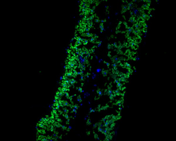 Fig1:; Immunofluorescence staining of paraffin- embedded A. thaliana using anti-PAS2 rabbit polyclonal antibody.The section was pre-treated using heat mediated antigen retrieval with Tris-EDTA buffer (pH 9.0) for 20 minutes.(sodium citrate buffer (pH6) for 20 mins.) The tissues were blocked in 10% negative goat serum for 1 hour at room temperature, washed with PBS, and then probed with 175170# at 1/50 dilution for 10 hours at 4℃ and detected using Alexa Fluor® 488 conjugate-Goat anti-Rabbit IgG (H+L) Secondary Antibody at a dilution of 1:500 for 1 hour at room temperature.