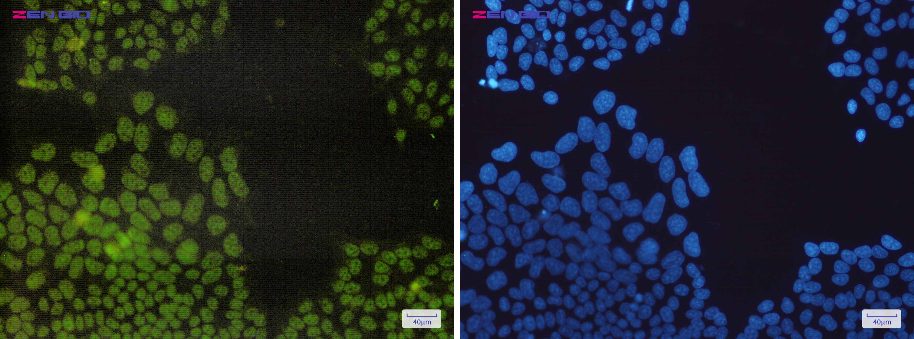 Immunocytochemistry of NRF1(green) in Hela cells using NRF1 Rabbit mAb at dilution 1/200, and DAPI(blue)