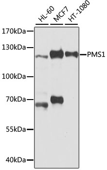 Western blot - PMS1 Polyclonal Antibody 