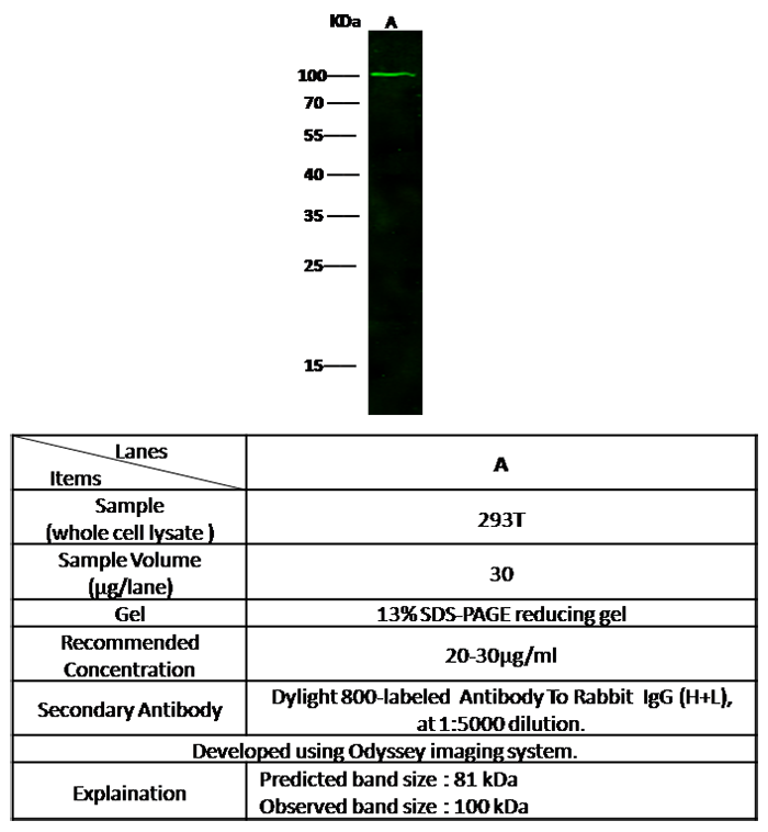 NAALADL1 / NAALADase L Antibody, Rabbit MAb, Western blot