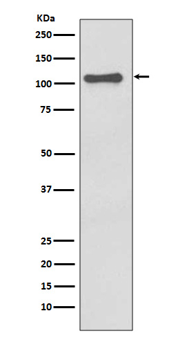 Western blot analysis of NLRP3 expression in SH-SY5Y cell lysate.