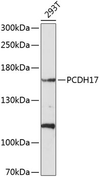 Western blot - PCDH17 Polyclonal Antibody 