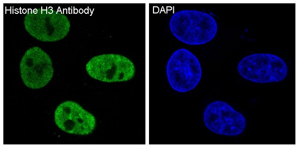 Immunofluorescent analysis of HeLa cells, using Histone H3 Antibody.
