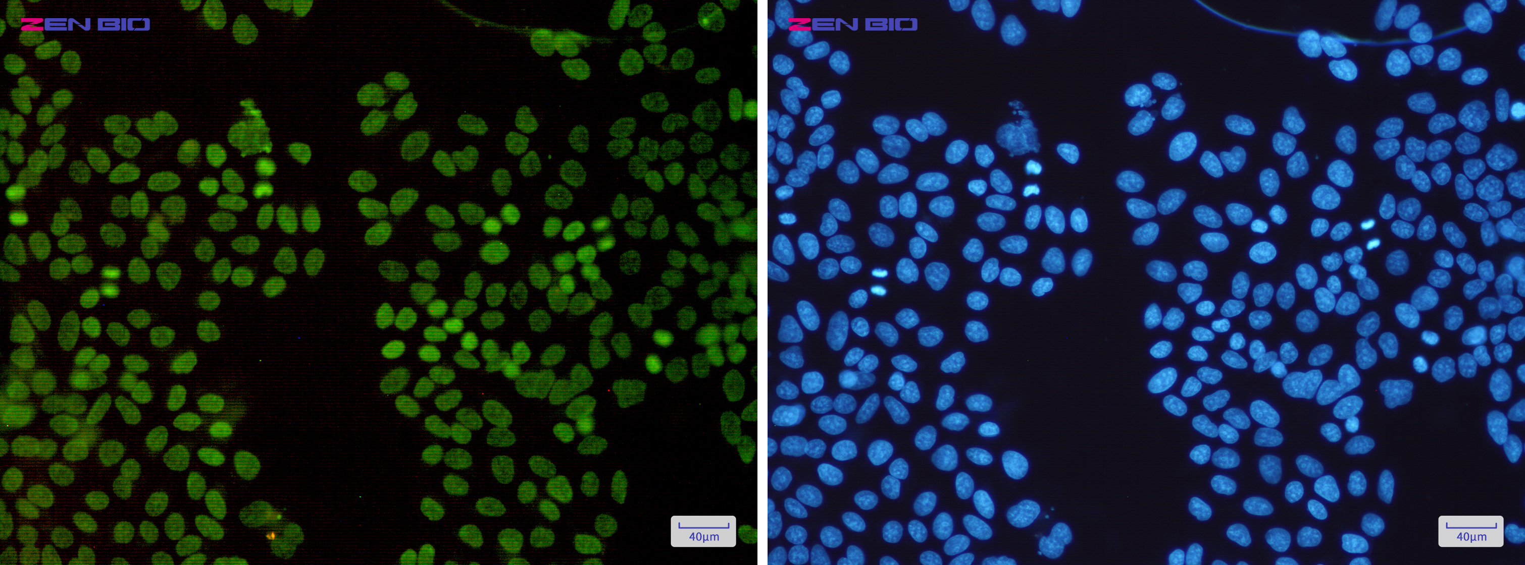 Immunocytochemistry of HMGA1(green) in Hela cells using HMGA1 Rabbit pAb at dilution 1/50, and DAPI(blue)