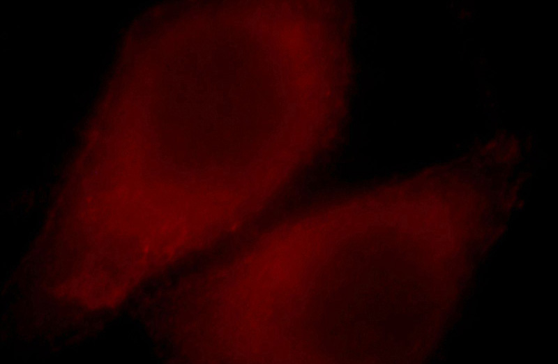 Immunofluorescent analysis of HepG2 cells, using PGPEP1 antibody Catalog No:113793 at 1:25 dilution and Rhodamine-labeled goat anti-rabbit IgG (red).