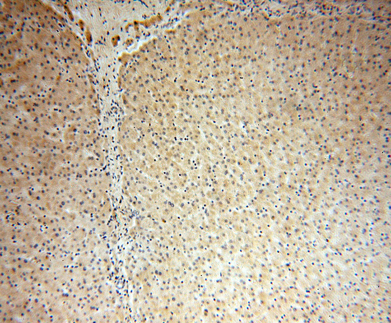 Immunohistochemical of paraffin-embedded human liver using Catalog No:110105(DNAJC15 antibody) at dilution of 1:100 (under 10x lens)