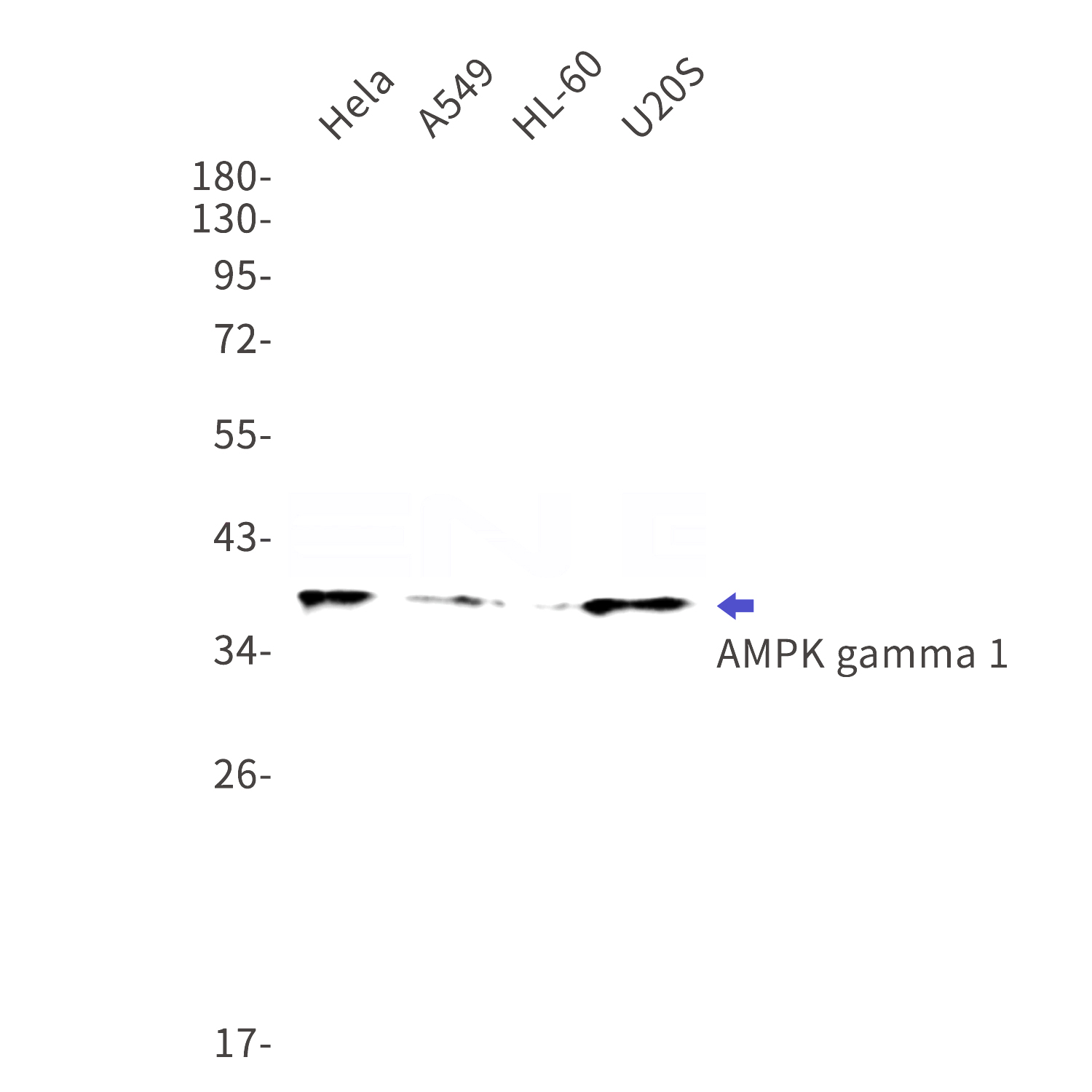 Western blot detection of AMPK gamma 1 in Hela,A549,HL-60,U20S cell lysates using AMPK gamma 1 Rabbit mAb(1:1000 diluted).Predicted band size:38kDa.Observed band size:38kDa.