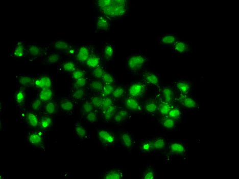 Immunofluorescence - WBSCR22 Polyclonal Antibody 