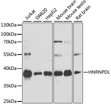 Western blot - HNRNPDL Polyclonal Antibody 