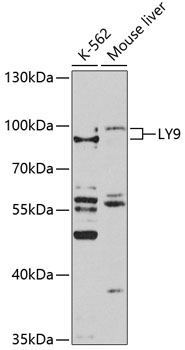 Western blot - LY9 Polyclonal Antibody 