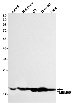Western blot detection of TMEM85 in Jurkat,Rat Brain,C6,CHO-K1,Hela cell lysates using TMEM85 Rabbit mAb(1:1000 diluted).Predicted band size:20kDa.Observed band size:20kDa.
