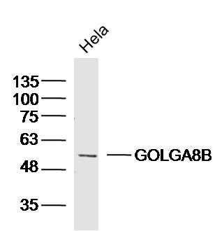 Fig1: Sample:Hela (Human)Lysate at 40 ug; Primary: Anti-GOLGA8B at 1/300 dilution; Secondary: IRDye800CW Goat Anti-RabbitIgG at 1/20000 dilution; Predicted band size: 67kD; Observed band size: 51kD