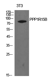 Fig1:; Western Blot analysis of NIH-3T3 cells using PPP1R15B Polyclonal Antibody.. Secondary antibody（catalog#: HA1001) was diluted at 1:20000