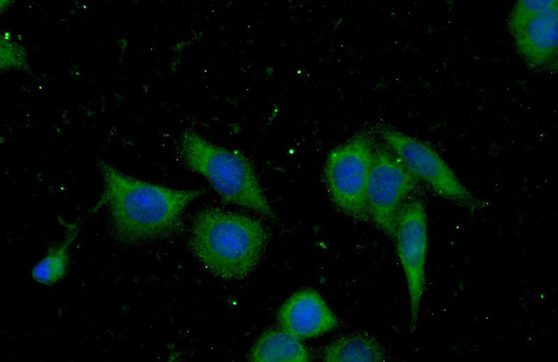 Immunofluorescent analysis of (-20oc Ethanol) fixed HeLa cells using Catalog No:114628(RFK Antibody) at dilution of 1:25 and Alexa Fluor 488-congugated AffiniPure Goat Anti-Rabbit IgG(H+L)