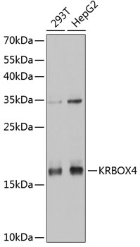 Western blot - KRBOX4 Polyclonal Antibody 