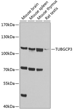 Western blot - TUBGCP3 Polyclonal Antibody 