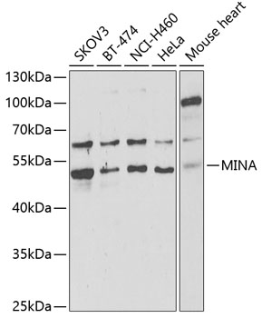 Western blot - MINA Polyclonal Antibody 