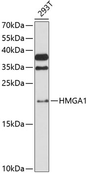 Western blot - HMGA1 Polyclonal Antibody 