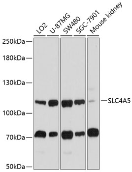 Western blot - SLC4A5 Polyclonal Antibody 