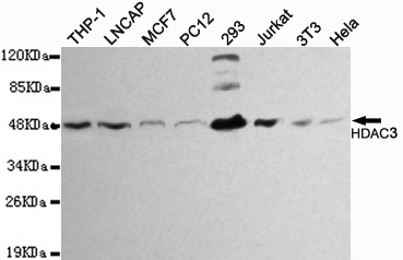 Western blot detection of HDAC3 in THP-1,LNCAP,MCF7,PC12,293,Jurkat,3T3 and Hela cell lysates using HDAC3 mouse mAb (1:1000 diluted).Predicted band size:49KDa.Observed band size:49KDa.