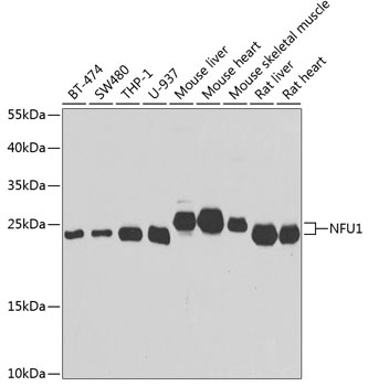 Western blot - NFU1 Polyclonal Antibody 