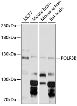 Western blot - POLR3B Polyclonal Antibody 
