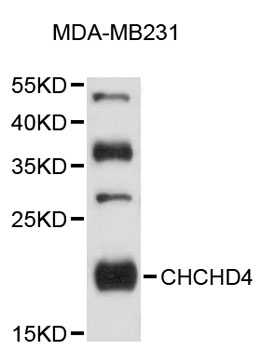 Western blot - CHCHD4 Polyclonal Antibody 