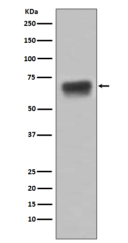 Western blot analysis of CD86 expression in Raji cell lysate.