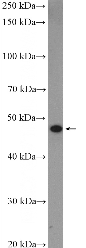 mouse brain tissue were subjected to SDS PAGE followed by western blot with Catalog No:110986(GJC2 Antibody) at dilution of 1:300