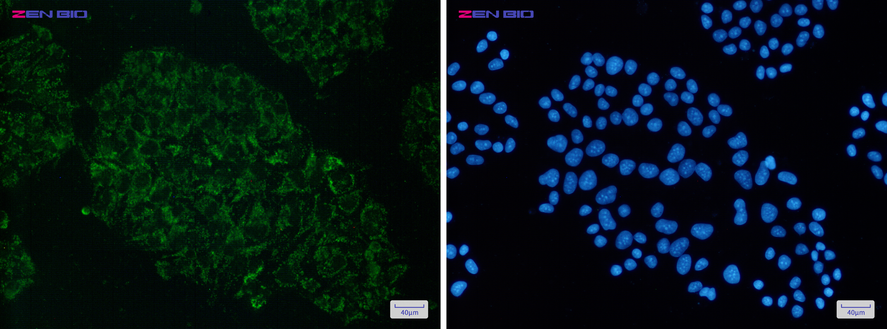 Immunocytochemistry of ME2(green) in Hela cells using ME2 Rabbit pAb at dilution 1/50, and DAPI(blue)