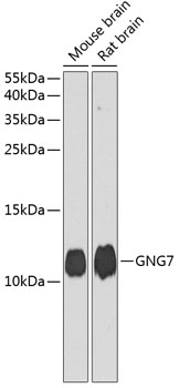 Western blot - GNG7 Polyclonal Antibody 