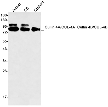 Western blot detection of Cullin 4A/CUL-4A+Cullin 4B/CUL-4B in Jurkat,C6,CHO-K1 cell lysates using Cullin 4A/CUL-4A+Cullin 4B/CUL-4B Rabbit mAb(1:500 diluted).Predicted band size:88-104kDa.Observed band size:88-104kDa.