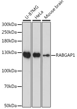 Western blot - RABGAP1 Polyclonal Antibody 