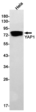 Western blot detection of YAP1 in Hela cell lysates using YAP1 Rabbit pAb(1:1000 diluted).Predicted band size:55kDa.Observed band size:70-75kDa.
