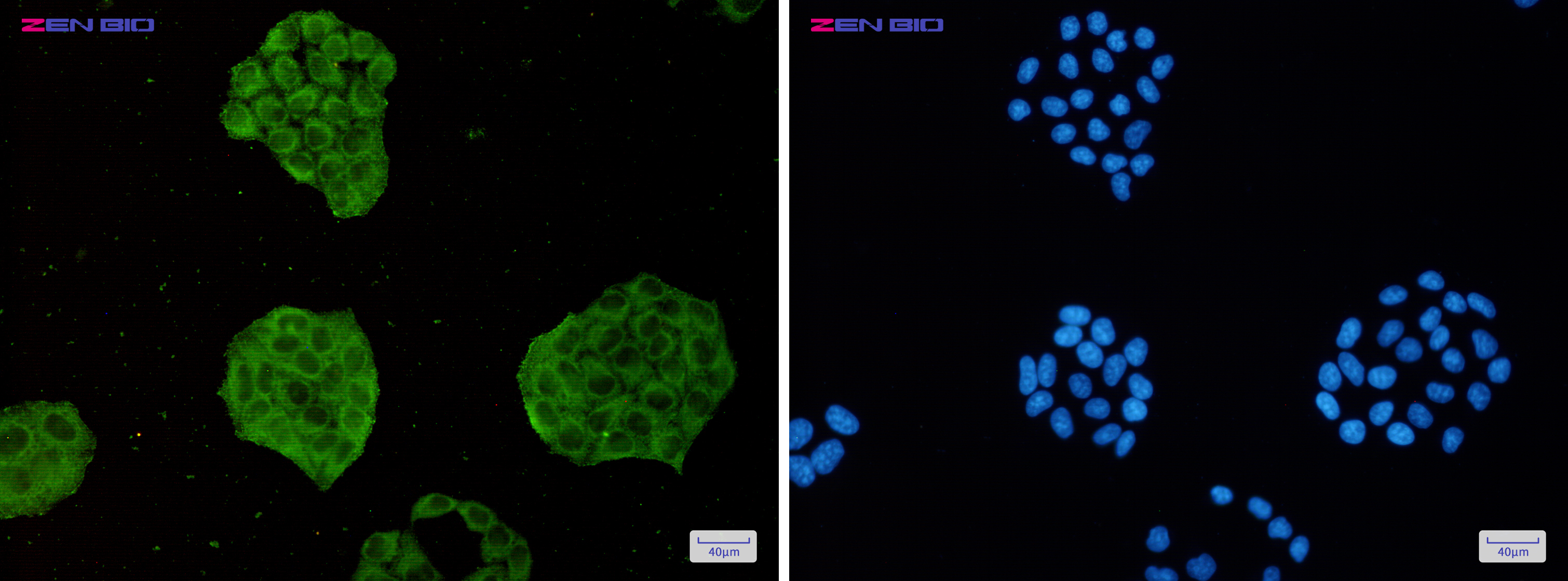 Immunocytochemistry of TRIM56(green) in Hela cells using TRIM56 Rabbit pAb at dilution 1/50, and DAPI(blue)