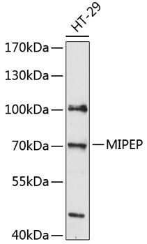 Western blot - MIPEP Polyclonal Antibody 