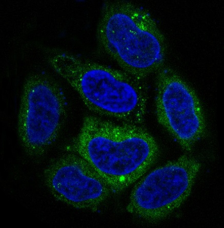 Immunofluorescent analysis of Hela cells, using p62/SQSTM1 Antibody.