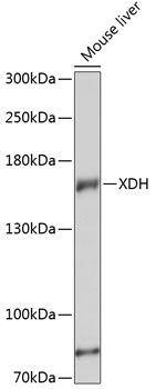 Western blot - XDH Polyclonal Antibody 