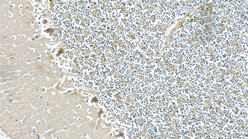 Immunohistochemical of paraffin-embedded human cerebellum using Catalog No:107327(NENF antibody) at dilution of 1:50 (under 10x lens)