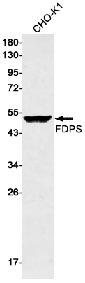 Western blot detection of FDPS in CHO-K1 cell lysates using FDPS Rabbit mAb(1:500 diluted).Predicted band size:48kDa.Observed band size:48kDa.