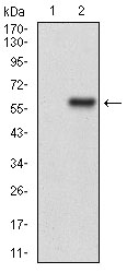 Western blot analysis using HPRT1 mAb against HEK293 (1) and HPRT1 (AA: FULL(1-218))-hIgGFc transfected HEK293 (2) cell lysate.