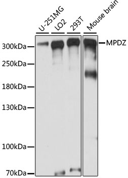 Western blot - MPDZ Polyclonal Antibody 