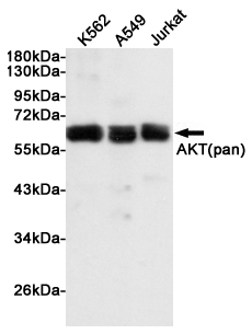 Western blot analysis of extracts from K562, A549 and Jurkat cells using AKT Rabbit pAb at 1:1000 dilution. Predicted band size: 56kDa. Observed band size: 60kDa.