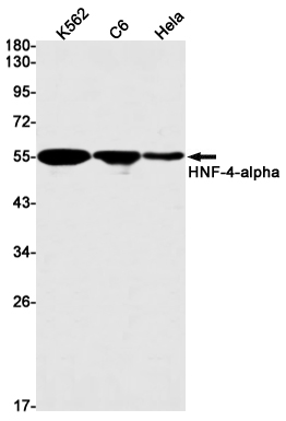 Western blot detection of HNF-4-alpha in K562,C6,Hela cell lysates using HNF-4-alpha Rabbit mAb(1:1000 diluted).Predicted band size:53kDa.Observed band size:53kDa.